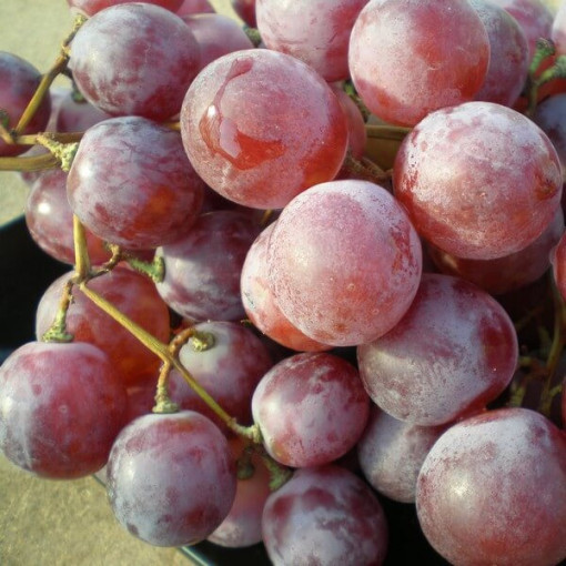 Vigne Swenson Red RÉSISTANTE AU FROID pot 2L