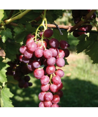 Vigne Swenson Red RÉSISTANTE AU FROID pot 2L