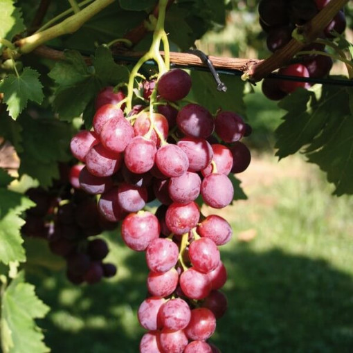 Vigne Swenson Red RÉSISTANTE AU FROID pot 2L