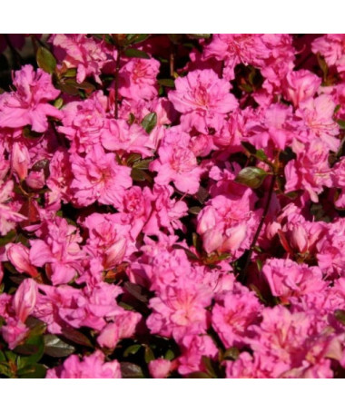 Rhododendron (Azalée) 'Petticoat' P9/C1