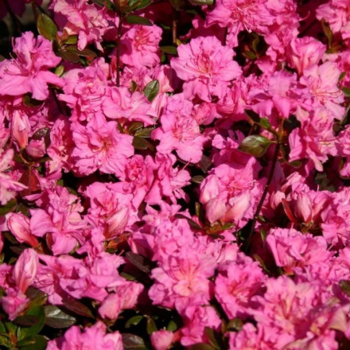 Rhododendron (Azalée) 'Petticoat' P9/C1
