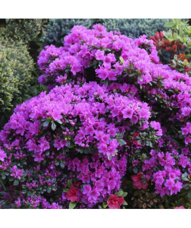 Rhododendron (Azalée) 'Geisho Purple' P9/C1