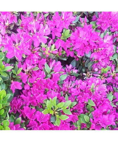 Rhododendron (Azalée) 'Geisho Purple' P9/C1