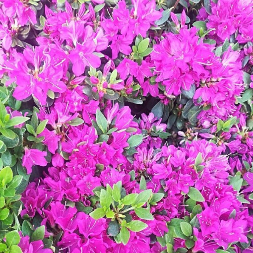 Rhododendron (Azalée) 'Geisho Purple' P9/C1