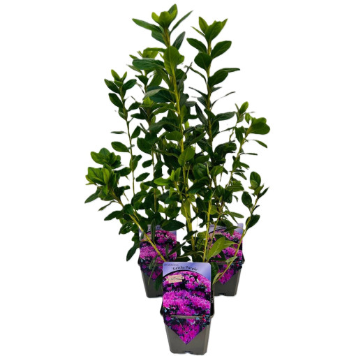 Rhododendron (Azalée) 'Geisho Purple' P9/C1