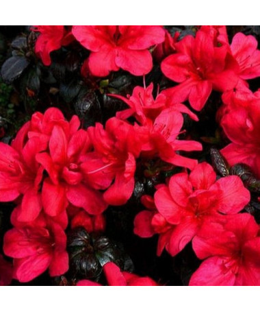 Rhododendron (Azalée) Fridoline P9/C1