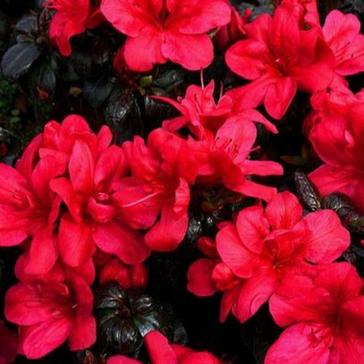 Rhododendron (Azalée) Fridoline P9/C1