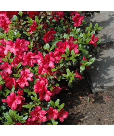 Rhododendron (Azalée) Fridoline P9/C1
