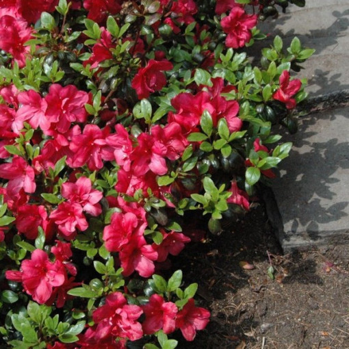 Rhododendron (Azalée) Fridoline P9/C1