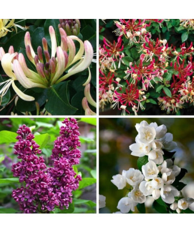 Ensemble 'Jardin Parfumé' étiqueté 5 pcs, 2L