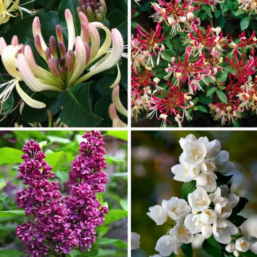 Ensemble 'Jardin Parfumé' étiqueté 5 pcs, 2L