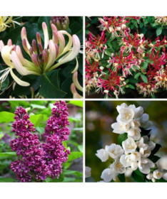 Ensemble 'Jardin Parfumé' étiqueté 5 pcs, 2L