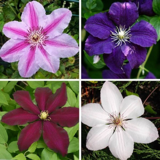Un lot de 3 clématites à grandes fleurs marquées P9/C1.