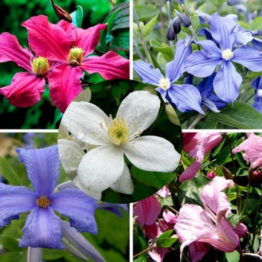 Ensemble de 5 pièces, clématites vivaces marquées P9/C1