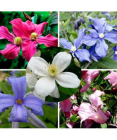 Ensemble de 5 pièces, clématites vivaces marquées P9/C1