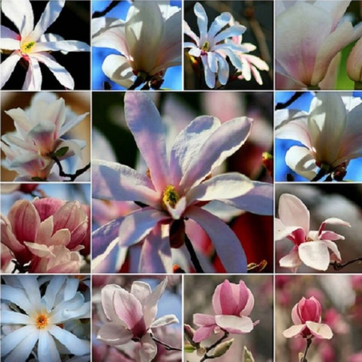 Ensemble de 5 pièces, Mélange de Magnolias, non marqué P9/C1.