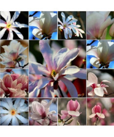 Ensemble de 5 pièces, Mélange de Magnolias, non marqué P9/C1.