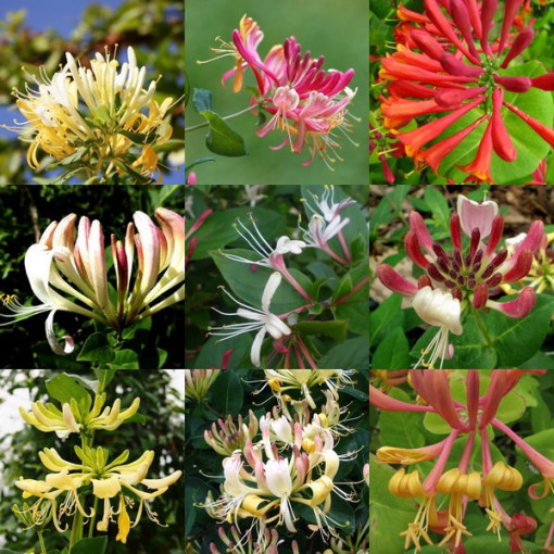 Ensemble de 5 pièces, Mélange de Chèvrefeuilles, marqués P9/C1.