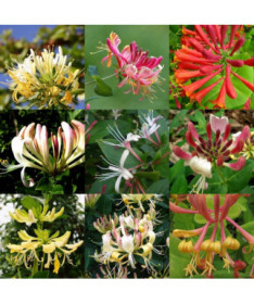 Ensemble de 5 pièces, Mélange de Chèvrefeuilles, marqués P9/C1.