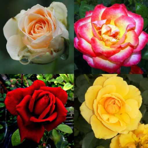 Rose MIX non marquée 2L