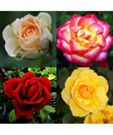 Rose MIX non marquée 2L