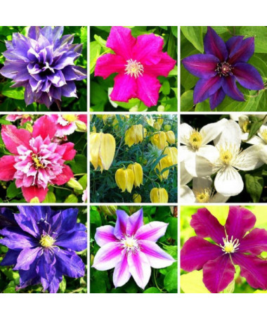 Ensemble de 5 pièces, Mélange de Clématites non marquées, P9/C1.