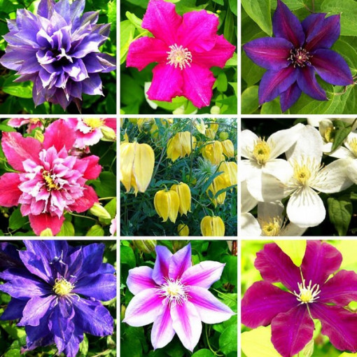 Ensemble de 5 pièces, Mélange de Clématites non marquées, P9/C1.