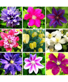 Ensemble de 5 pièces, Mélange de Clématites non marquées, P9/C1.