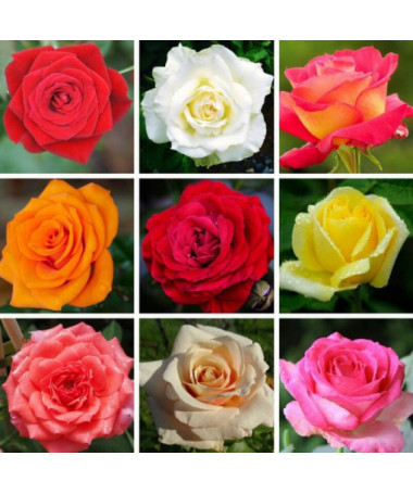 Ensemble de 3 roses non marquées en pots de 2L.