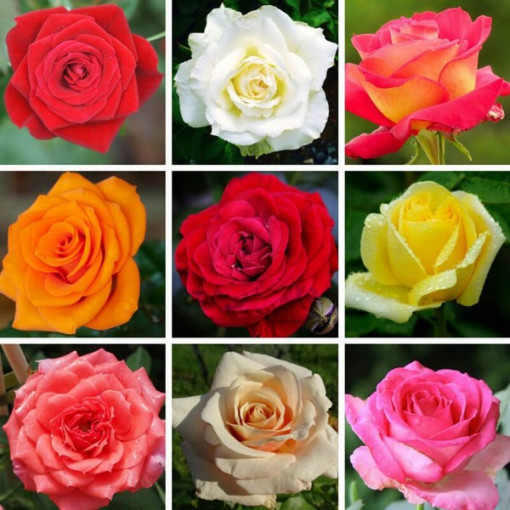 Ensemble de 3 roses non marquées en pots de 2L.