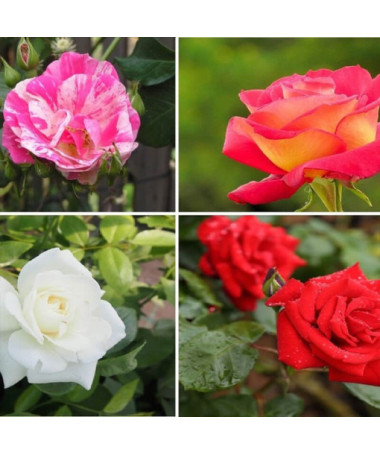 Ensemble de 4 roses non marquées en pots de 2L.