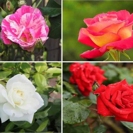 Ensemble de 4 roses non marquées en pots de 2L.