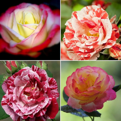 Ensemble de 4 roses bicolores en pots de 2L.