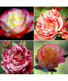 Ensemble de 4 roses bicolores en pots de 2L.