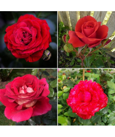 Ensemble de 4 roses rouges en pots de 2L.