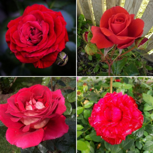 Ensemble de 4 roses rouges en pots de 2L.