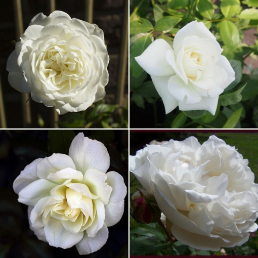 L'ensemble comprend 4 roses blanches en pots de 2L.