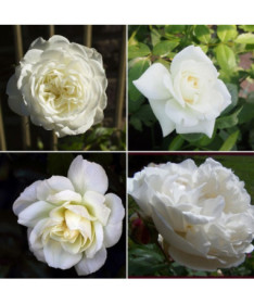 L'ensemble comprend 4 roses blanches en pots de 2L.