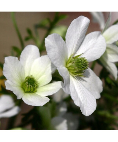 Clematis botanique Early Sensation P9/C1