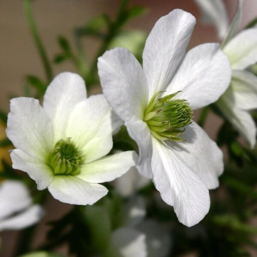 Clematis botanique Early Sensation P9/C1