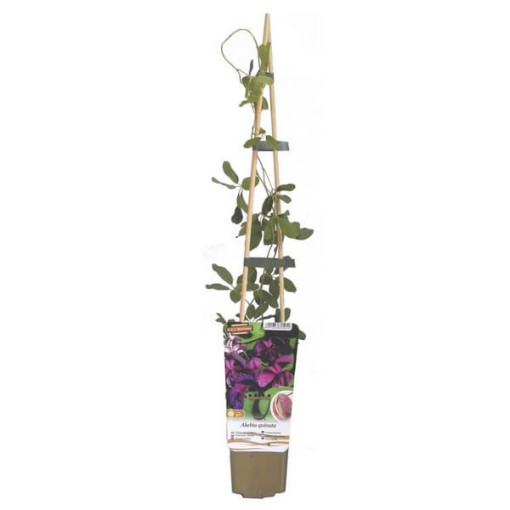 Akébie à cinq feuilles pot, 4L
