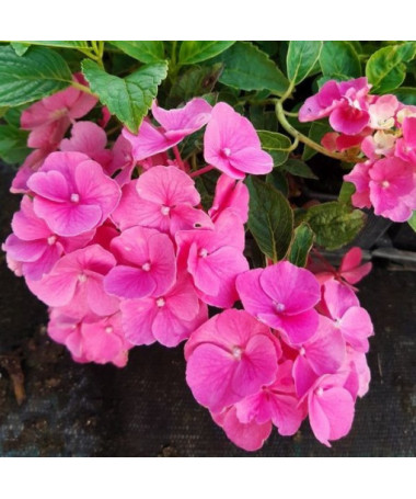 Hortensia de jardin 'Pia' P9/C1