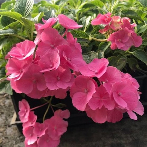 Hortensia de jardin 'Pia' P9/C1