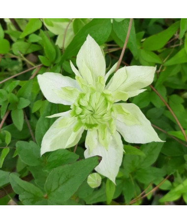 Clématite Alba Plena Plein-Moyenne 2L pot