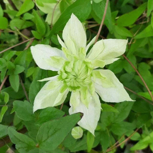 Clématite Alba Plena Plein-Moyenne 2L pot