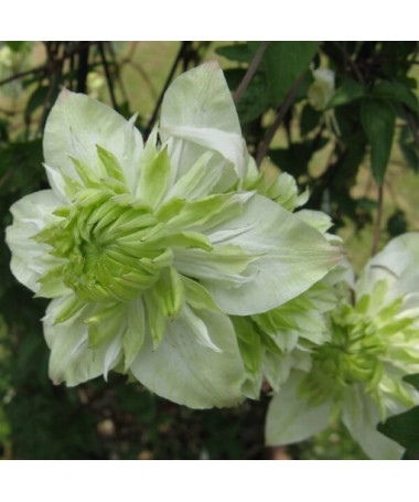 Clématite Alba Plena Plein-Moyenne 2L pot