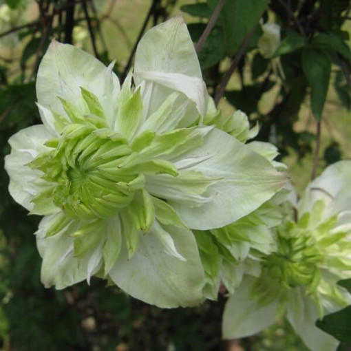 Clématite Alba Plena Plein-Moyenne 2L pot