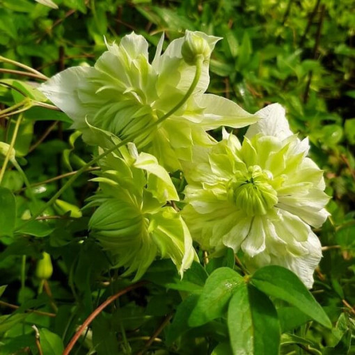 Clématite Alba Plena Plein-Moyenne 2L pot