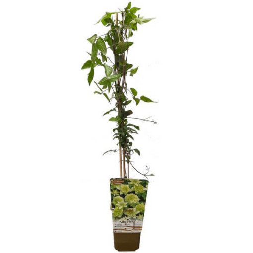 Clématite Alba Plena Plein-Moyenne 2L pot