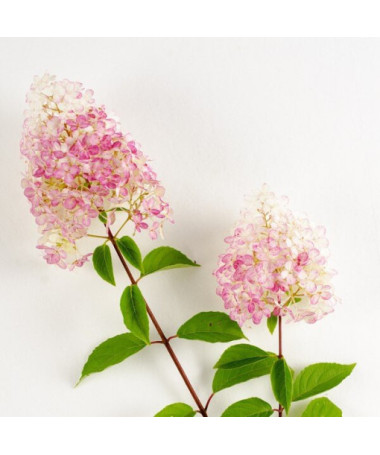 Hortensia paniculée 'Ruby' syn, Angel's Blush en pot, 2L